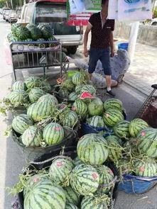 高州网红吃瓜事件视频,一场网络狂欢背后的真相揭秘