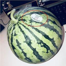 吃瓜网红照片,揭秘娱乐圈幕后真相